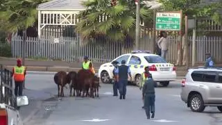 Police cowboys on Main Road Knysna