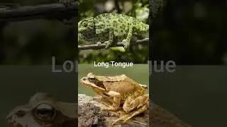 Chameleon vs Frog #shorts