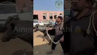 Janwar Ka Final Walk 😳 | Slaughter House Ki Andar Ki Kahani! 😱