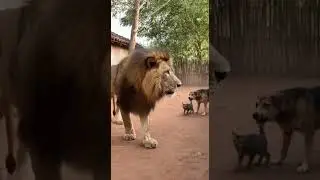 Lion in the House! #AnimalChaos#WildAnimal#VillageLife#ShockingAnimals #lions #Lion