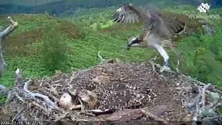 Eldest Arkaig osprey chick practices flying - lands on siblings - Loch Arkaig Osprey Cam (2020)