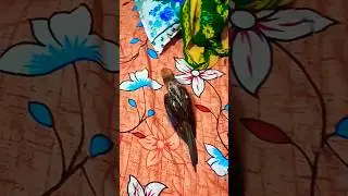 #birds 🦜🦜#talkingparot ❤#lovebirds ❤#parrot 🦜🦜