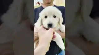 Laurel - 4 - AKC Champion European Golden Retriever Puppies | Buckeye Golden Retrievers