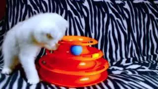CAT LOVERS l 