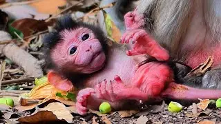 Congratulations young mom Dakota just giving birth baby first, a newborn monkey is so cute