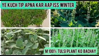 HOW TO SAVE HOLY BASIL PLANT TULSI IN WINTER || TULSI PLANT CARE IN WINTER