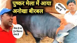 अनमोल भैंसा चैंपियन रह चुका | Champion Anmol is a very expensive buffalo Pushkar Mela Suraj vlog