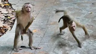 Oh, amazing! The first time I see Tinky style like this. Visit everyone. 😮💞🐒😅