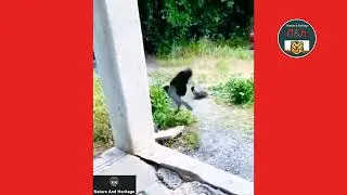 Birds taking revenge and attacking the hunter cat. #NatureAndHeritage🐯. |Wildlife's| |Short's|