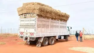 Kenya, Uganda in drive to end feed shortage