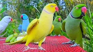 Funny Parrot Talking Video