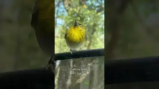 #yellowwarbler #Birds  #spirituality  #viralvideo #SignsOfTheUniverse  