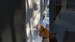 REAL Reason Why Cats Stare at Walls!🐱 #animals