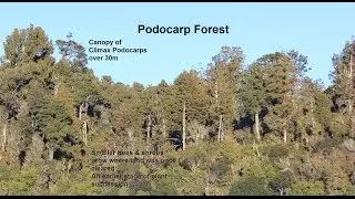 Vegetation Patterns in a Volcanic Environment (Full Version)