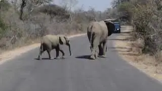 Animal Traffic