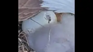 Winter Park Eagle Cam On 1/13/26 Latest view of the pip on egg 2