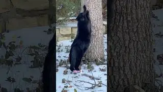 #communitycats #goodafternoon #catsofyoutube #feralcat #straycat #blackcat #greycat #chat