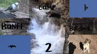 Camp Banff Birding Part 2 of 3   Johnston Canyon Inkpots and Merry Mountain Chickadees   The Birdman