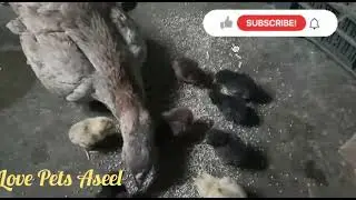 aseel 1 day newborn chicks video #aseelchicks #newbornchicks ##harvesting #aseelbreedinginformation