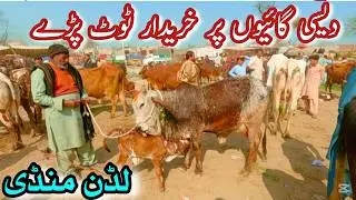 LUDDAN MANDI MEIN DESI COWS KE KHREEDARON KI BARI ENTRY || Pure Sahiwal Cholistani Desi Cows \