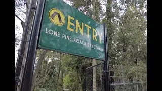 Indooroopilly - Lone Pine Koala Sanctuary Walk Through (4K)