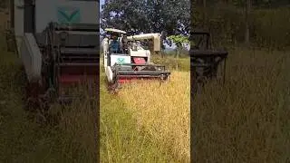 farming by me #modernagricuture #paddyfarming #paddyfarmers #paddyfields