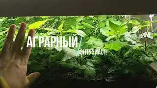 #2 Ежевика Блэк бьют ex.Vitro 2023.  Спустя 2 недели