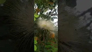Albizia lebbeck Tree 😍 Such a beautiful flower