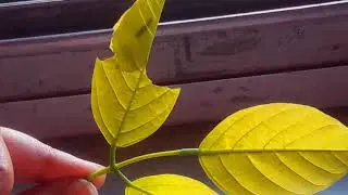 Life Cycle of Common Banded Awl