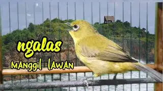 PANCINGAN PLECI GACOR NGALAS MANGGIL LAWAN COCOK UNTUK PLECI DIAM AGAR CEPAT BUNYI DAN GACOR