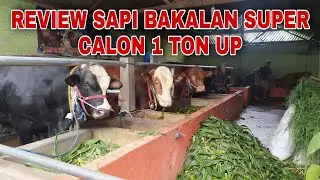 Review Sapi Bakalan Super Calon 1 Ton Up