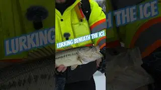 Lunch Break Bass! #bassfishing #fishing #icefishing #jigging #winter