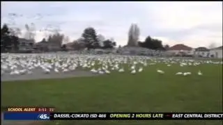 Flock of Geese Taking Off Video Goes Viral