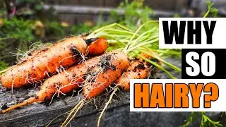 3 Hairy Carrot Causes - Garden Quickie Episode 176