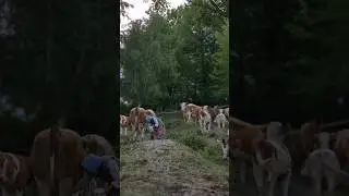Bunica şi vacile,viaţa simplă de la sat🐄| Grandma & the cows #viatalatara #bunica #romanianvillage