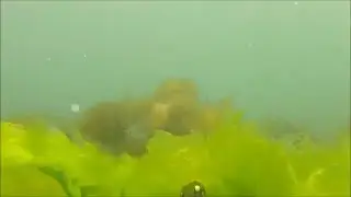 Подводная охота. Черное море. Весна 2015. Spearfishing. Black Sea. Spring 2015.