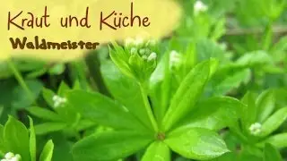 Waldmeister - Waldmeistersirup - Wildkräuter sammeln - Kräuterkunde - Kraut und Küche