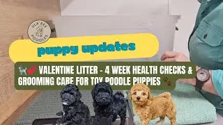 💕 Valentine Litter &ndash; 4 Week Health Checks & Grooming Care for Toy Poodle Puppies