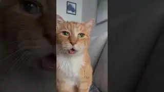Cats can understand English well  ᓚᘏᗢ #funnyvideo #catfunny #snapdrole #animals #chat #gato #cat #pe