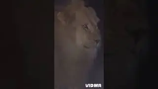 Best protectors #lion #animals #wildlife #lionvshyena #stronglion ##viral #nature