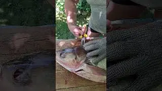FISH PROCESSING 3. HALFELDOLGOZ&Aacute;S.