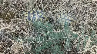 Herping &gamma;ύ&rho;&omega; &alpha;&pi;ό &tau;&eta; &Theta;&epsilon;&sigma;&sigma;&alpha;&lambda;&omicron;&nu;ί&kappa;&eta; &Iota;&omicron;ύ&lambda; &Alpha;ύ&gamma;&omicron;&upsilon;&sigma;&tau;&omicron;&sigmaf; 2025 - &nu;&epsilon;&rho;ό&phi;&iota;&delta;&alpha;, &chi;&epsilon;&lambda;ώ&nu;&epsilon;&sigmaf;, &sigma;&alpha;ύ&rho;&epsilon;&sigmaf;, &alpha;&mu;&phi;ί&beta;&iota;&alpha; &kappa;.ά.