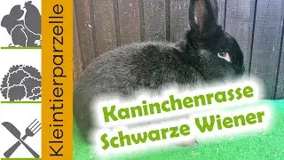Kaninchenrasse Schwarze Wiener | Kaninchen mittelgro&szlig;e Rasse