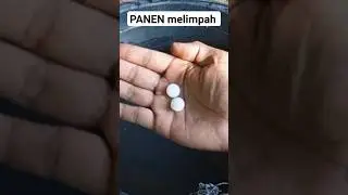 Cukup 2 biji panen melimpah ruah channel ogieq gd 👇🏻 #petani #pupuk