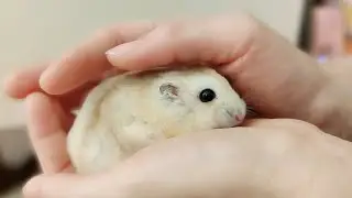 Day 43: 🐹 Hamster massage 🌻