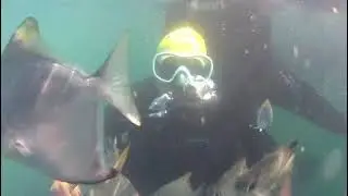 Scuba diving video in Goa | Adventure Sports in Goa #adventure #scuba