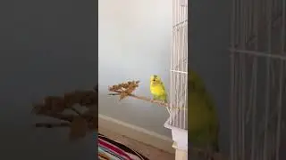 CRAZY DOG ATTACKS AND INSTANTLY KILLS BIRD!😧😱😔