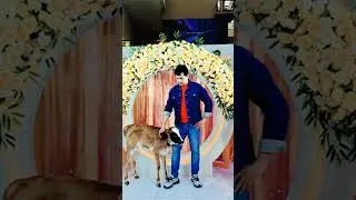 Animal Lover #calf #cow #cows #gaumata #pet #animalshorts #animalvideos
