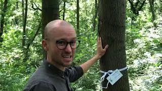 Unboxing the Tree Logic Pine Plus Z3