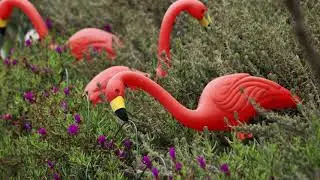 Flamingo Flocking Fundraiser